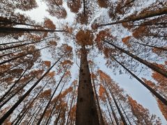 -黄海国家森林公园