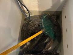 -重庆鸡公煲·青锅花椒鱼(牡丹江路店)