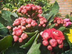 -三圣花乡旅游区