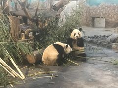 -成都大熊猫繁育研究基地