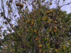 -同里湖大饭店-怡景轩中餐厅(同里古镇店)