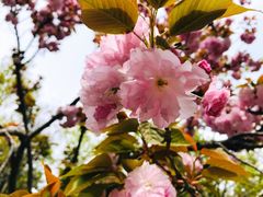 -青枫公园