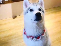 -Husky Go! 哈士奇体验馆·宠物咖啡厅狗咖
