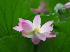 景点-荔湾湖公园