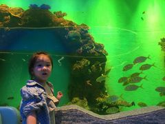 -瑞德姆美人鱼海底演艺主题餐厅(亚龙湾店)