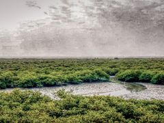 -北海金海湾红树林生态旅游区