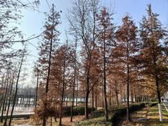 -昆山城市生态森林公园