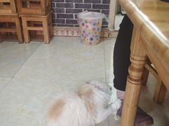 -啊马英豌豆粉