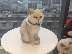 -怪兽屋·羊驼·猫咖·狗咖(俊华广场店)