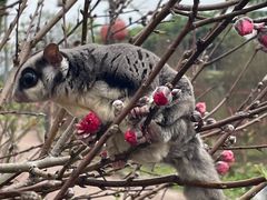 -天适樱花悠乐园