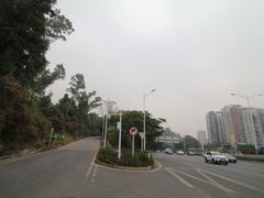 -银湖山郊野公园-相思林