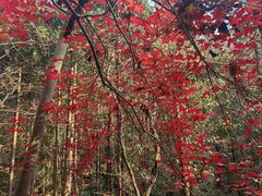 -素山寺森林公园