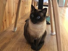 -猫的茶·猫咖