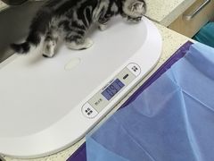 -美联众合动物医院·24h京西诊疗中心