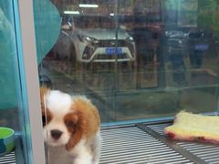 -FAELING PETS美天灵宠物(合生汇店)