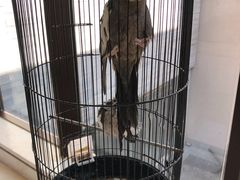 -上海崇明金茂凯悦酒店