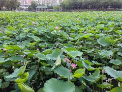 -荔湾湖公园