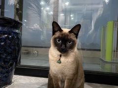 -老吴的猫·猫舍(新区店)