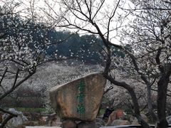 -香雪海
