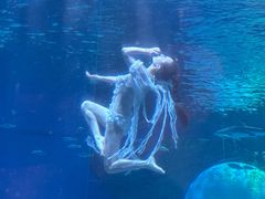 -海合安成都极地海洋公园