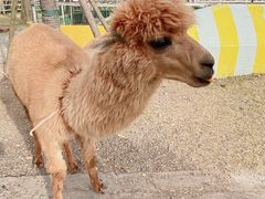 -前小桔亲子创意农场·草莓采摘·露营烧烤