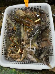 -钓虾工场·钓虾·赶海(回龙观店)