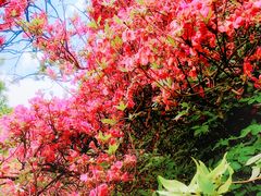 -木兰云雾山