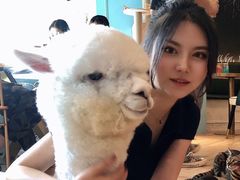 -遇见羊驼·奶狗咖·布偶猫咖·法斗柯基柴犬阿拉斯加(春熙路太古里IFS店)