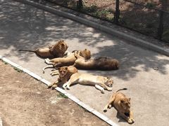 -大连森林动物园