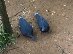 -清迈夜间动物园