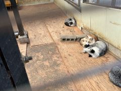 -宫城藏王狐狸村