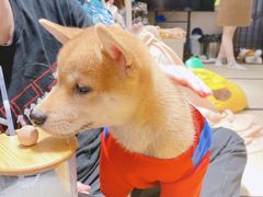 -逗柴咖啡屋·狗咖猫咖宠物桌游