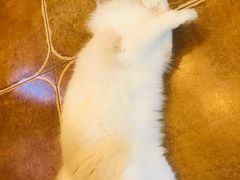 -李小姐の猫咖啡馆(五角场店)