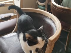 -猫小院猫主题餐厅(南锣旗舰店)