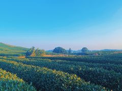 -龙坞茶村