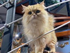 -豆逗聊愈猫阁Easy Life