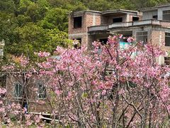 -红山村