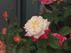 -大塘金香草谷