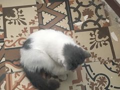 -共舞时光猫咖·狗咖(新街口店)