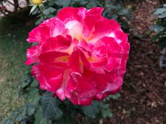 -人民公园(罗湖区)