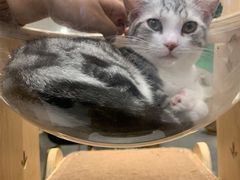 -飞行喵MR PILOT|猫舍·猫咖(静安大融城店)