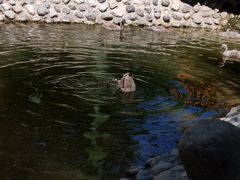 -新疆天山野生动物园