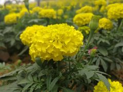 -松山湖梦幻百花洲