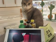 -COLOR PETS 撸猫馆·购猫·猫咖(长风大悦城店)