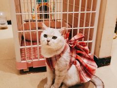 -藏猫猫咖啡主题馆(中央大道店)