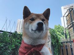-柴犬高等学院·狗咖·柴犬售卖·宠物训练