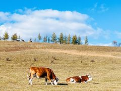 -塞罕坝国家级自然保护区