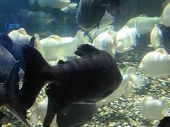 -成都浩海立方海洋公园