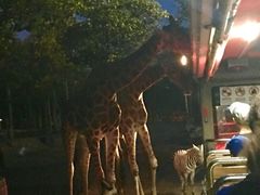 -清迈夜间动物园