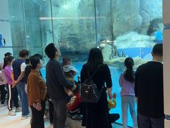 -帝企鹅自助餐厅•儿童岛•真企鹅(长隆企鹅酒店)